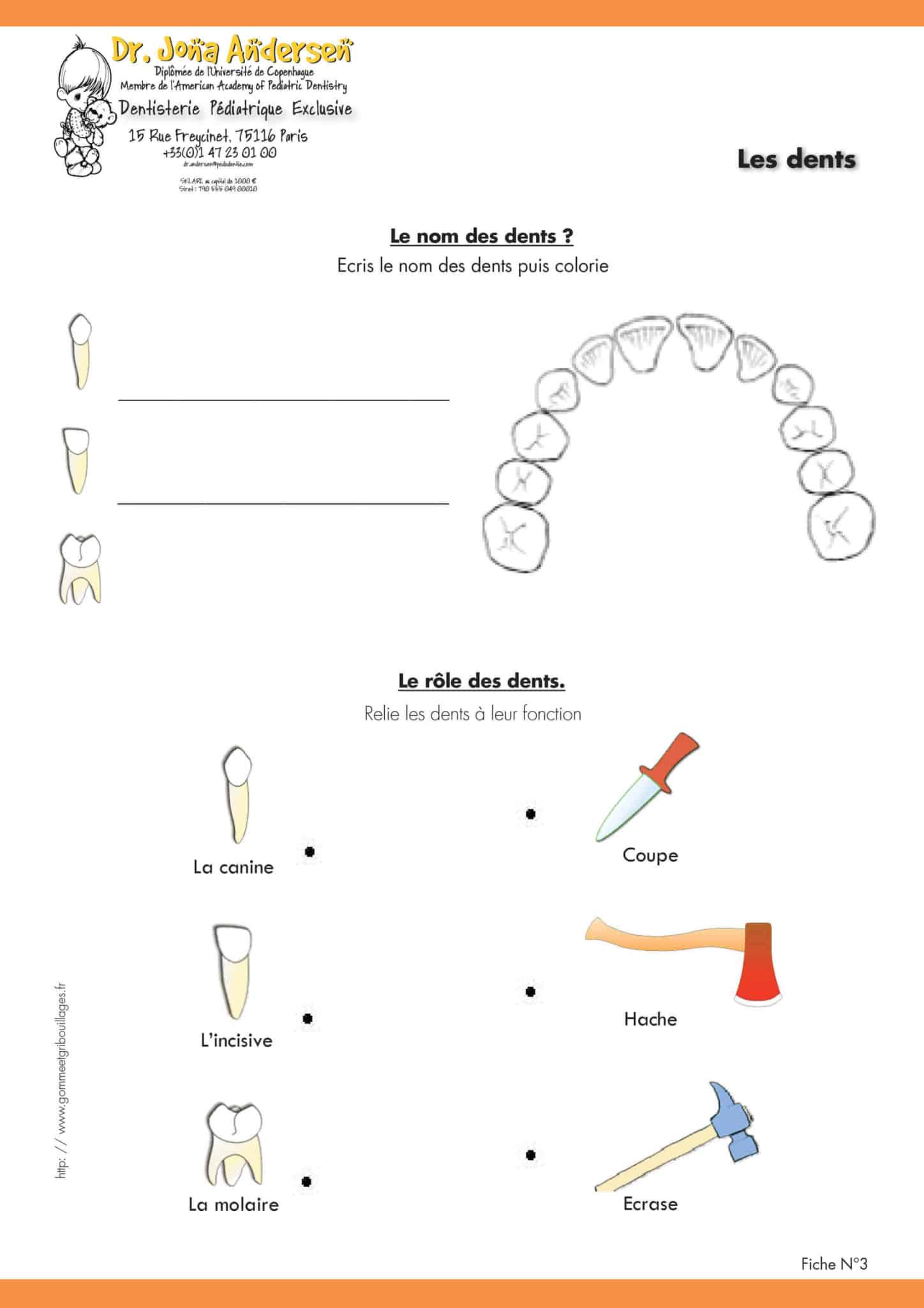 dentiste pédiatrique - Nom et rôles des dents
